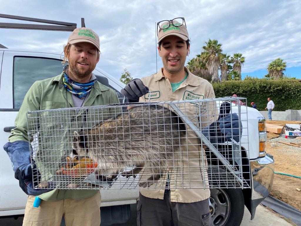 Bradenton raccoon trapping